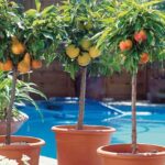 Árboles frutales que puedes cultivar en macetas 6