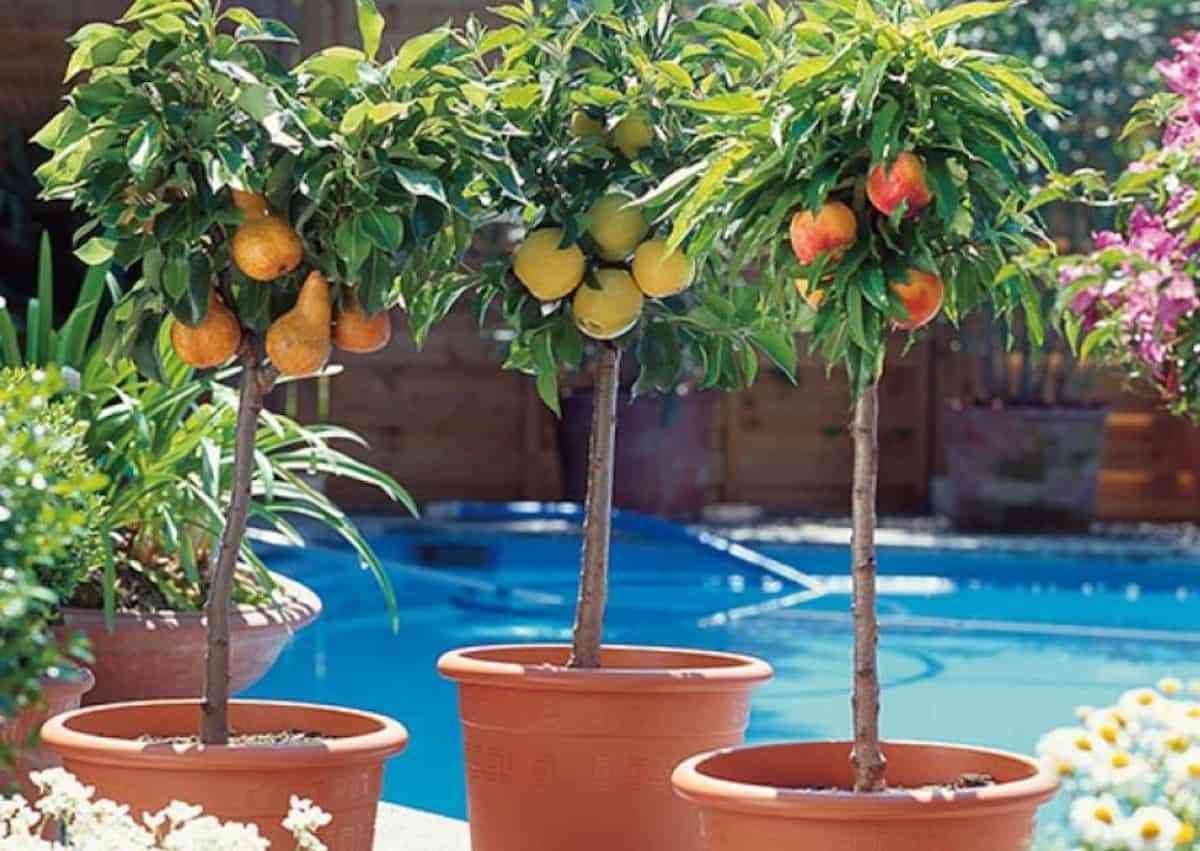 Árboles frutales que puedes cultivar en macetas 8