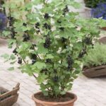 Árboles frutales que puedes cultivar en macetas 7