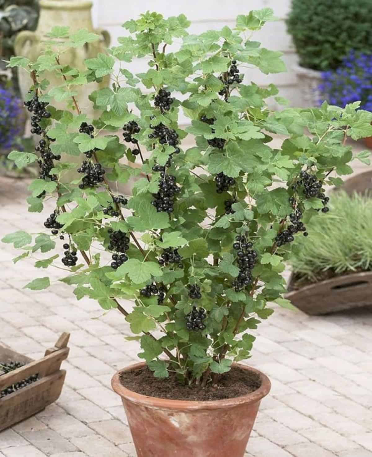Árboles frutales que puedes cultivar en macetas 6