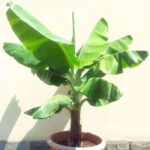 Árboles frutales que puedes cultivar en macetas 8