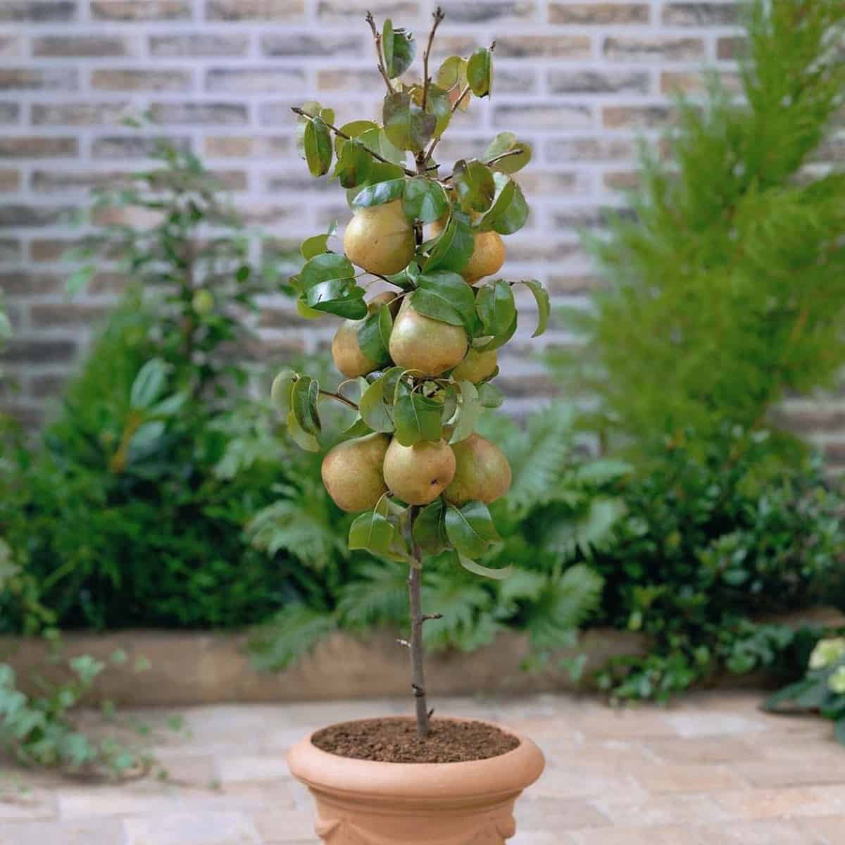 Árboles frutales que puedes cultivar en macetas 5