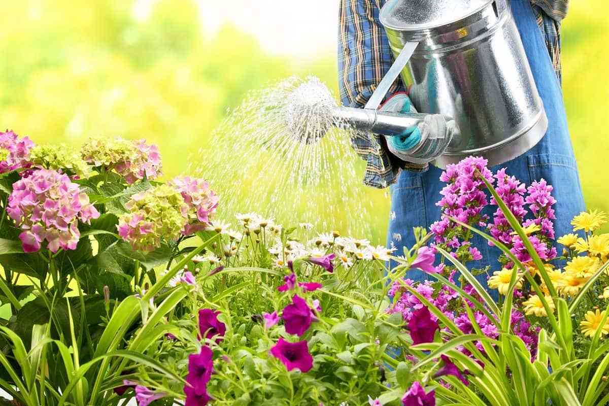 Cómo cuidar el jardín como un profesional 8