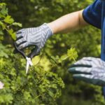 Cómo cuidar el jardín como un profesional 3