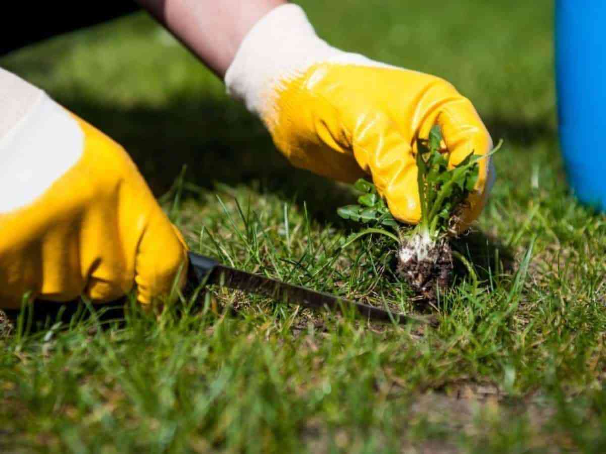 Cómo cuidar el jardín como un profesional 3