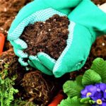 Cómo cuidar el jardín como un profesional 9