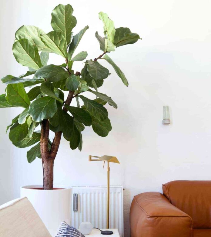 decoracion con fycus lyrata