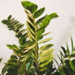 feliphe-schiarolli-1leqImfNfuE-unsplash