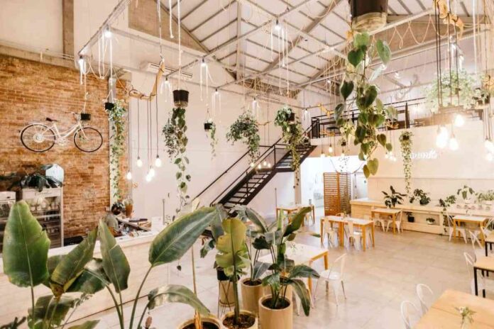 plantas de interior para decorar