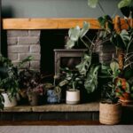 las plantas para refrescar y purificar el aire