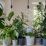 plantas para refrescar el hogar