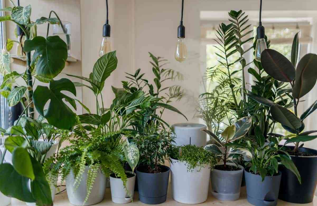 plantas para refrescar el hogar