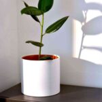 plantas que pueden refrescar el hogar