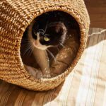 cestas para mascotas pequenas zara home