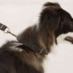 coleccion zara home para mascotas