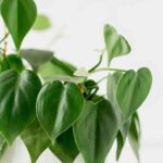 cuidado de los potos