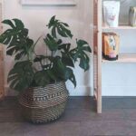 cuidados de la monstera