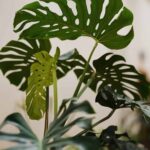 decorar con monstera