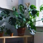 decorar con monstera deliciosa