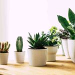 fertilizantes caseros para las plantas