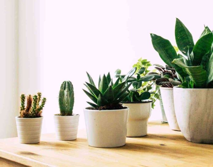 fertilizantes caseros para tus plantas