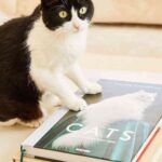 libros sobre gatos en zara home