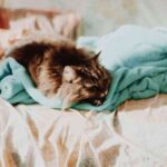 linh-nguyen-ZuL8zFse-KY-unsplash