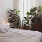 monstera deliciosa decoracion