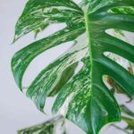 monstera variegata