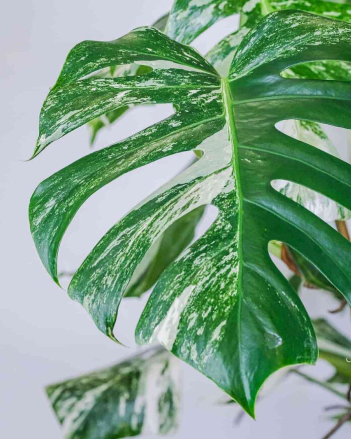 monstera variegata