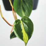 plantas de interior potos