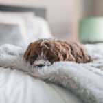 roberto-nickson-V6G2m3D9IDI-unsplash