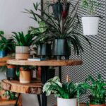 decoracion urban jungle style