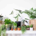 Trucos caseros para el cuidado de las plantas 5