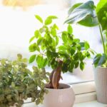 Trucos caseros para el cuidado de las plantas 6