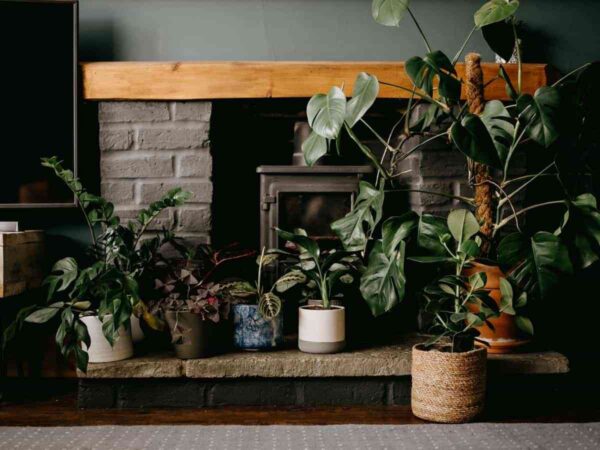 urban jungle en el hogar