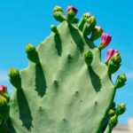 cactus cuidado invierno