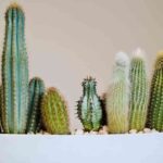 como cuidar los cactus invierno