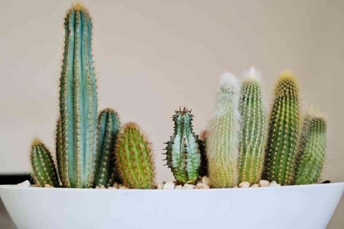como cuidar los cactus invierno