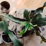 cuidar las plantas de interior