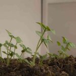 hierbas aromaticas albahaca