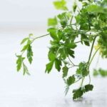 perejil hierbas aromaticas