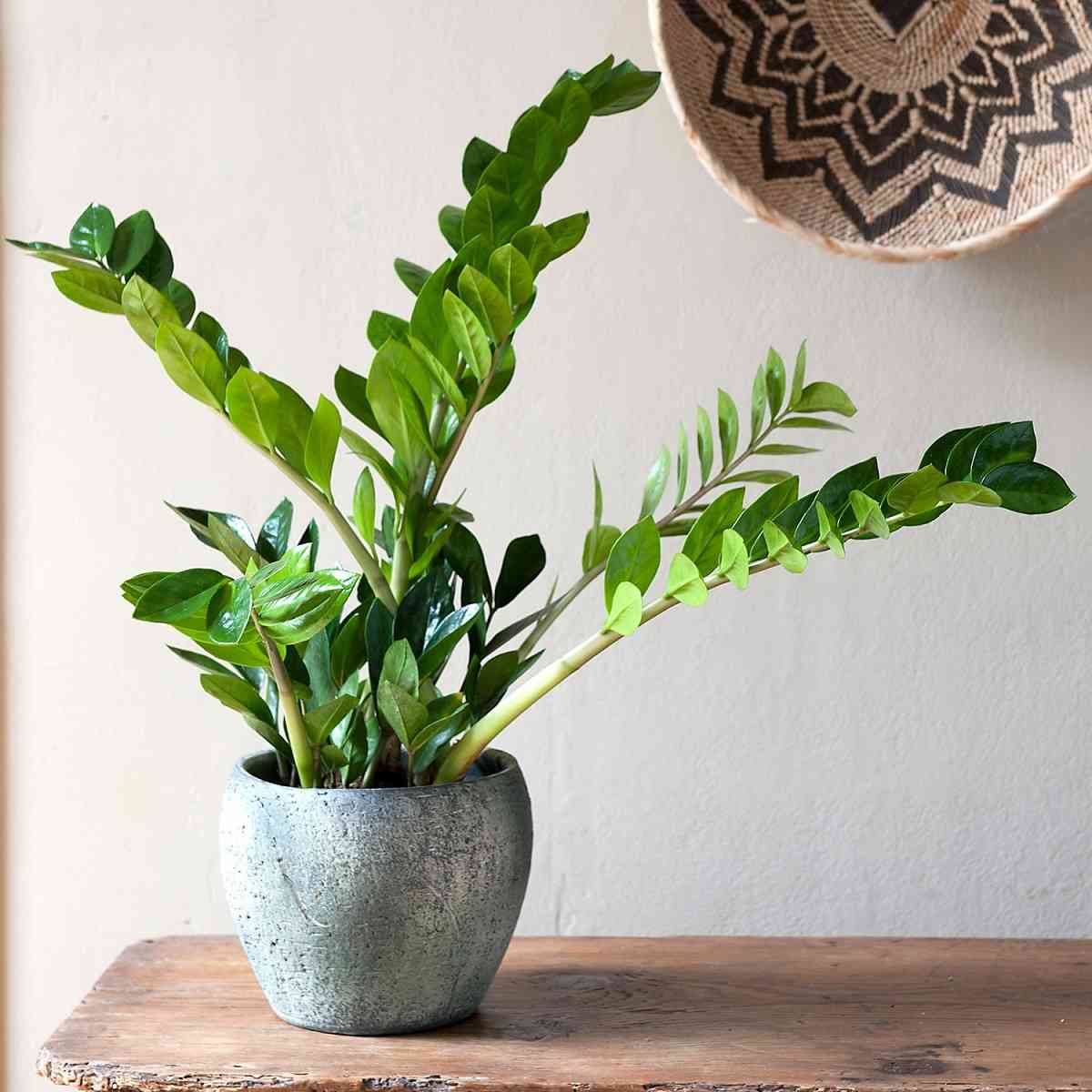 Plantas para decorar un recibidor con poca luz natural