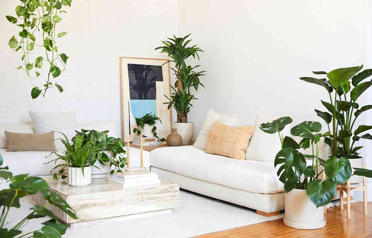 Cómo decorar el salón con plantas naturales