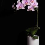 cuidado-de-las-orquideas