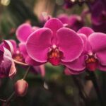 orquideas