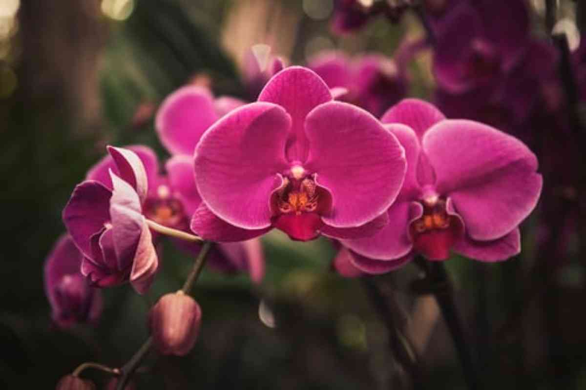 Las orquídeas vuelven a estar de moda ¿sabes cómo cuidarlas? 1
