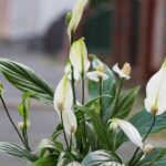 plantas-de-interior-que-se-pueden-cultivar-en-agua-1