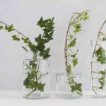 plantas-de-interior-que-se-pueden-cultivar-en-agua-2