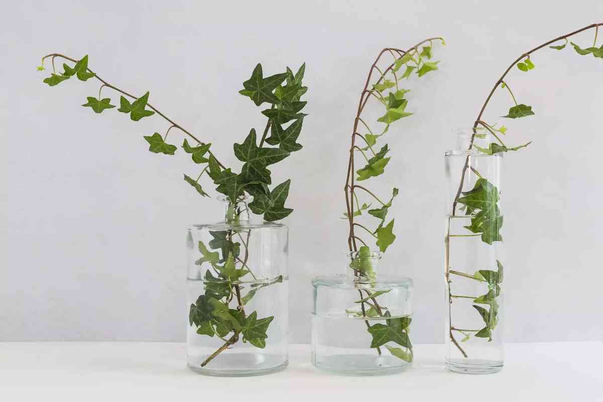 Plantas de interior que se pueden cultivar en agua 4